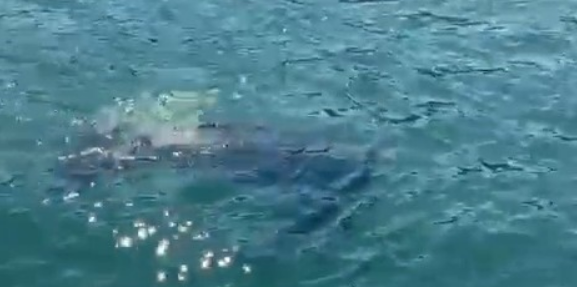 Rize'de nadir görülen deniz kaplumbağası balıkçının kamerasına yansıdı