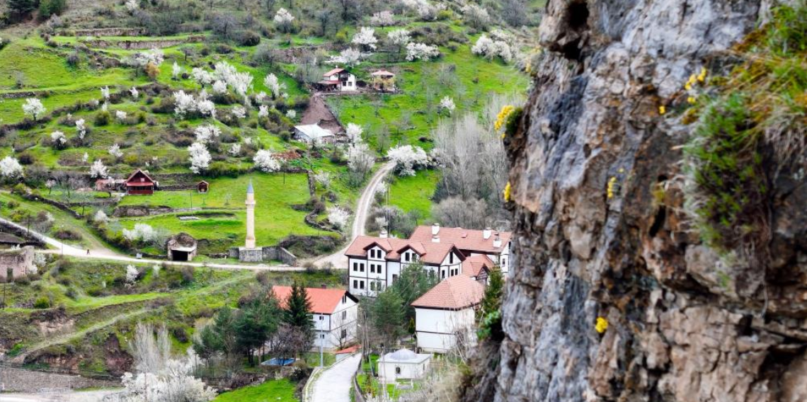 Gümüşhane'de taştan fışkıran 'draba çiçekleri' ilgi çekiyor