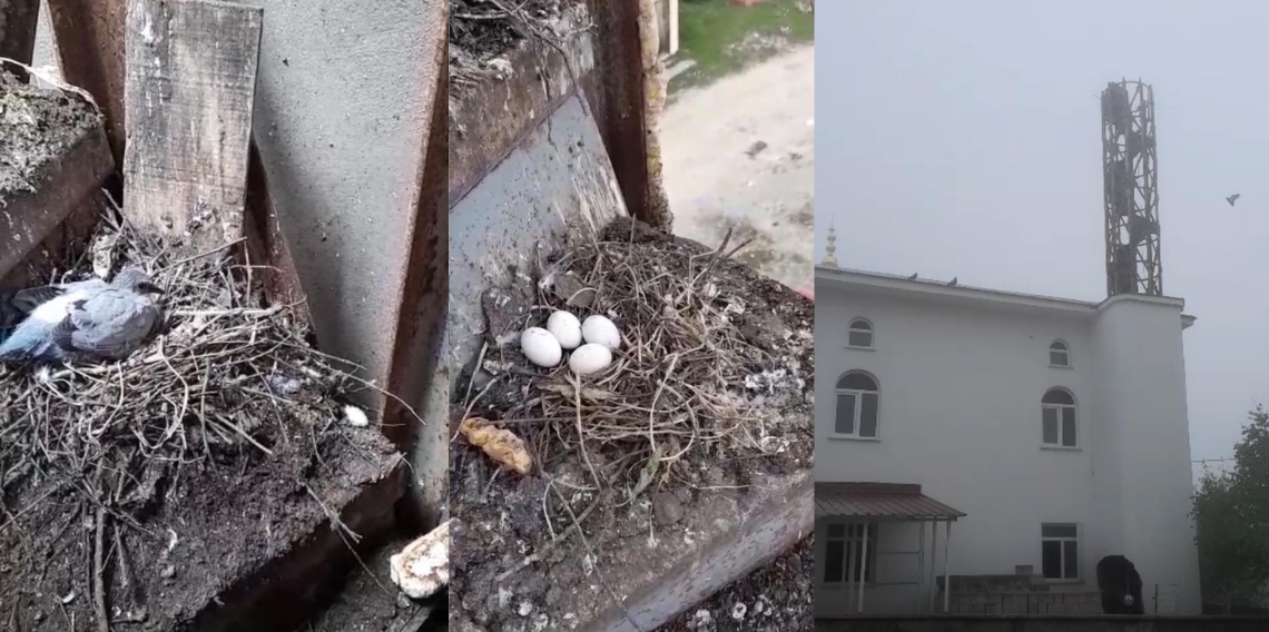 Güvercin yuvası minare yıkımını erteledi