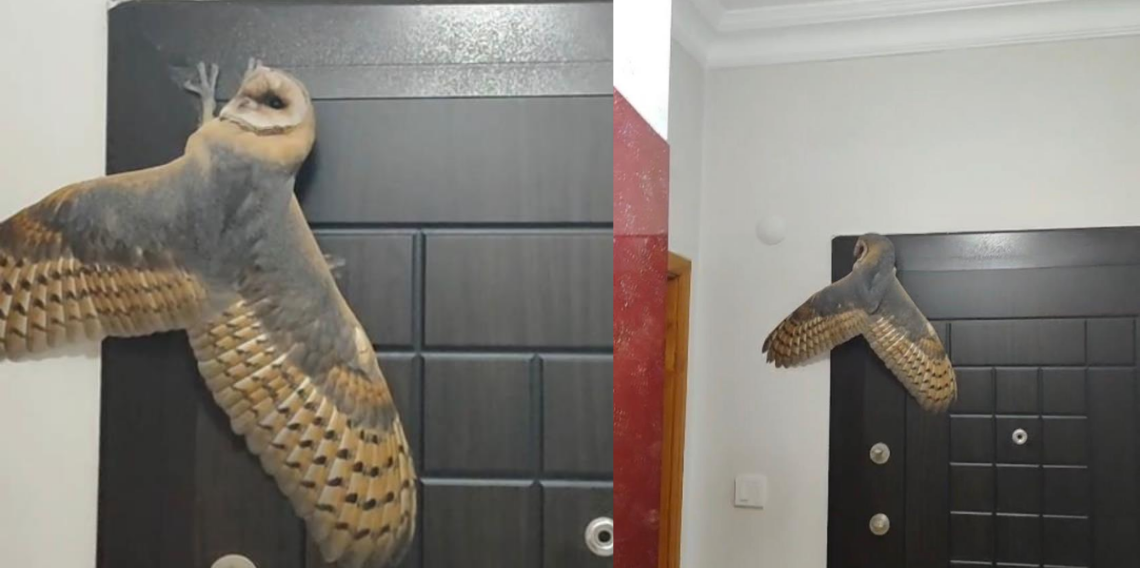 Hırsız sandı, karşısına baykuş çıktı
