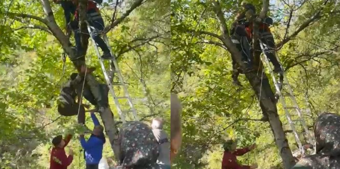 Artvin’de ceviz toplarken ağaçtan düştü! Dallarda mahsur kalan vatandaşı itfaiye kurtardı