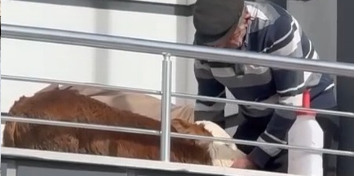 Tokat’ta Şaşırtan Görüntü