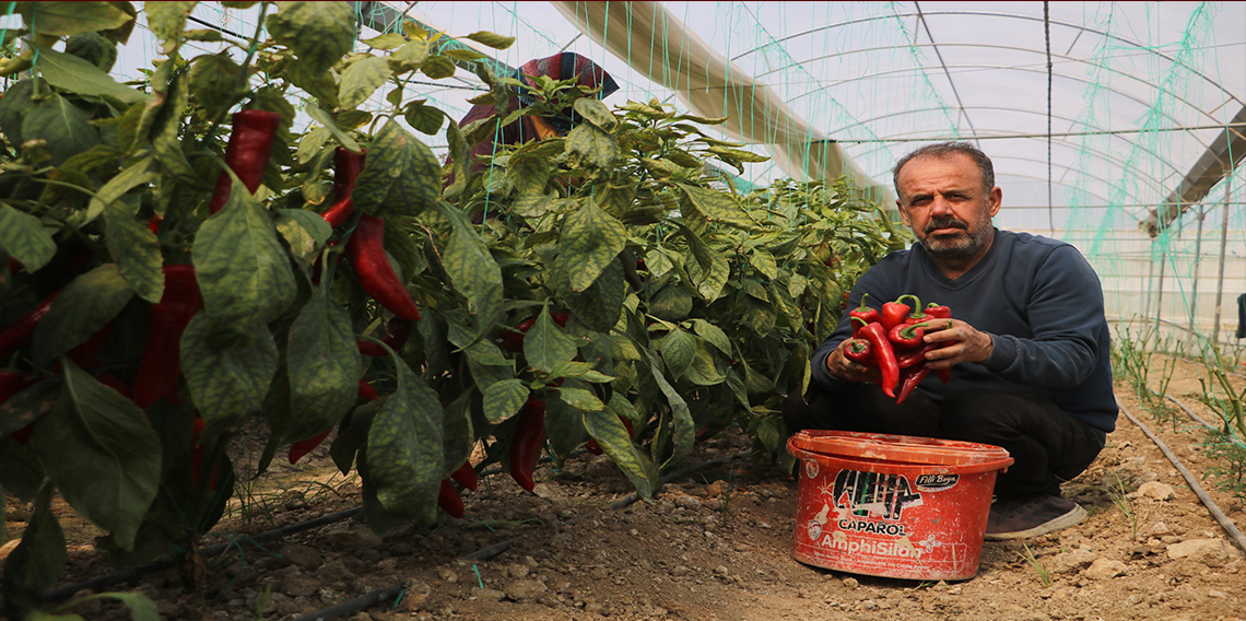 Zirai don sonrası turfanda hasat edilen kapya biber serada 80 TL'den alıcı buluyor