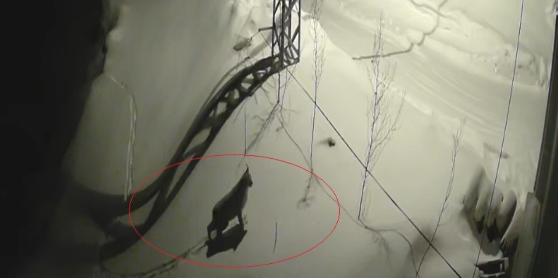 Bayburt’ta Ormanın Hayaleti Köye İndi