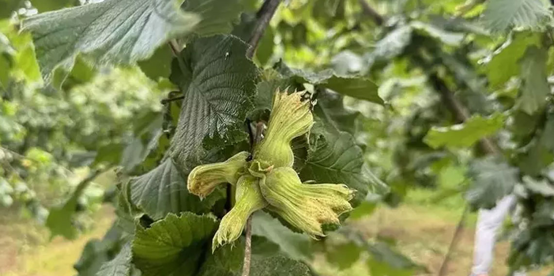 İhracat artışında fındık başı çekti