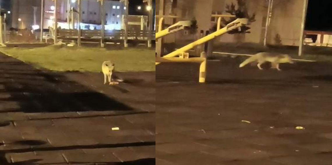 Artvin şehir merkezindeki çocuk parkında tilki sürprizi
