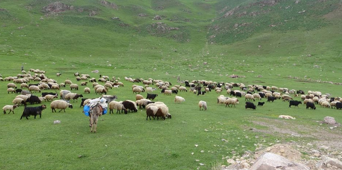 Bayburt’ta yaylalara göç başladı!
