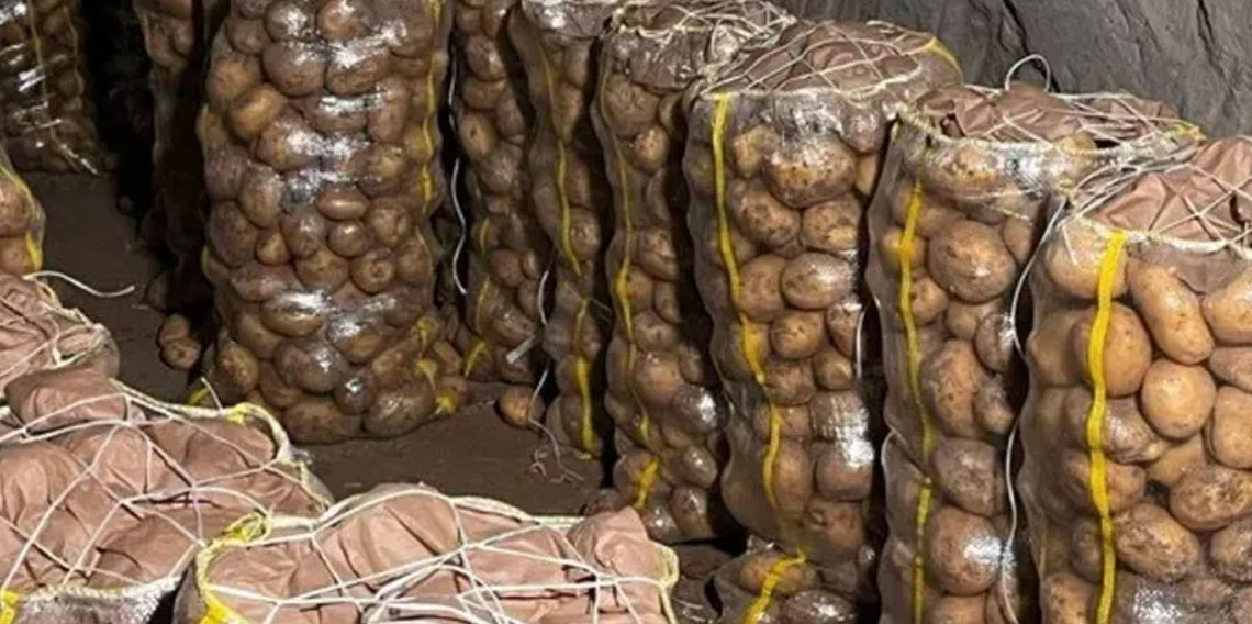 Tonlarca patates virüslü çıktı! Türkiye'ye yurt dışından geldi