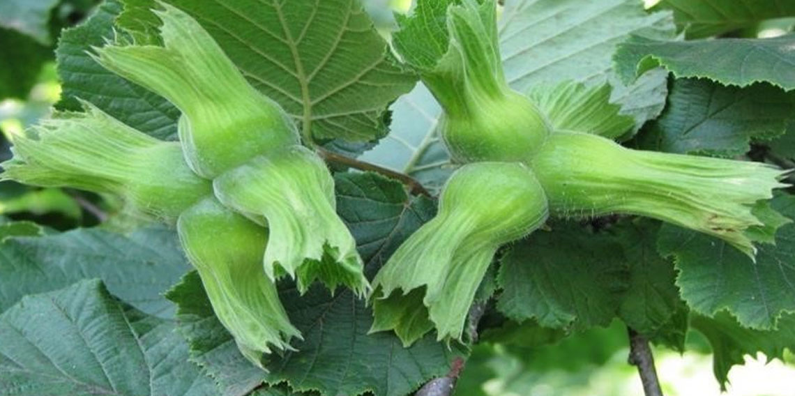 Düzce'de AB ülkelerine 11 bin 71 ton gönderildi