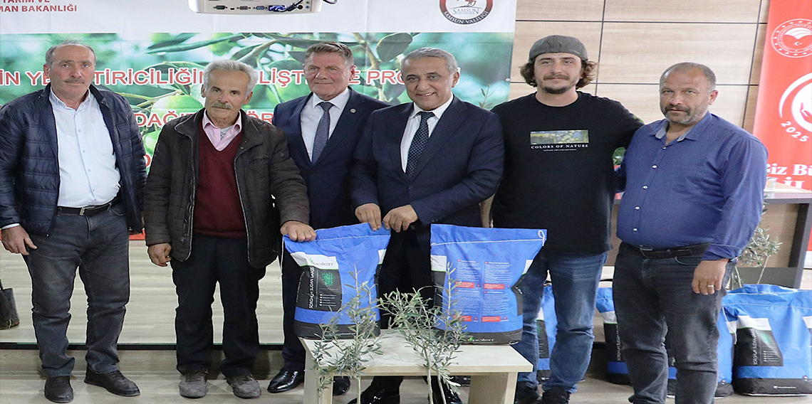 Samsun’da zeytin yetiştiriciliği yeniden canlanıyor