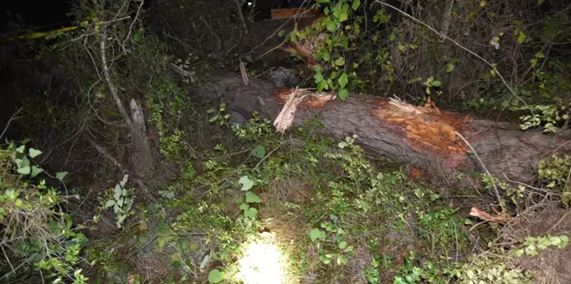 Giresun'da üzerine ağaç devrilen 70 yaşındaki şahıs hayatını kaybetti