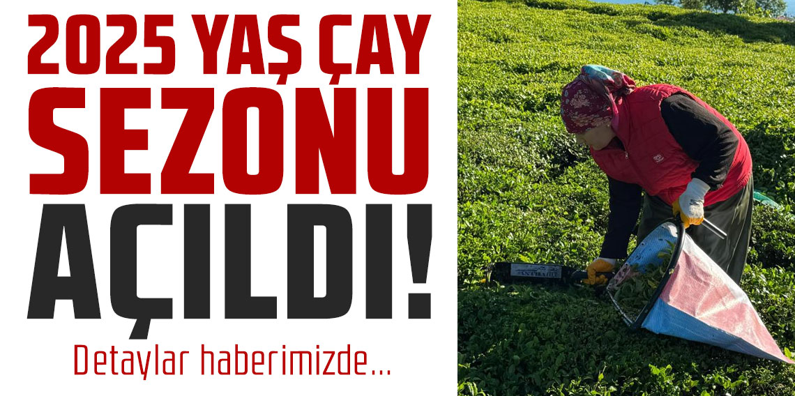 2025 yaş çay sezonu açıldı