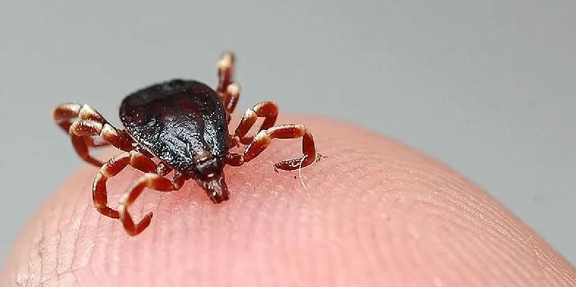 Kene kabusu büyüyor! 2 can aldı... 6 kişi hastanede