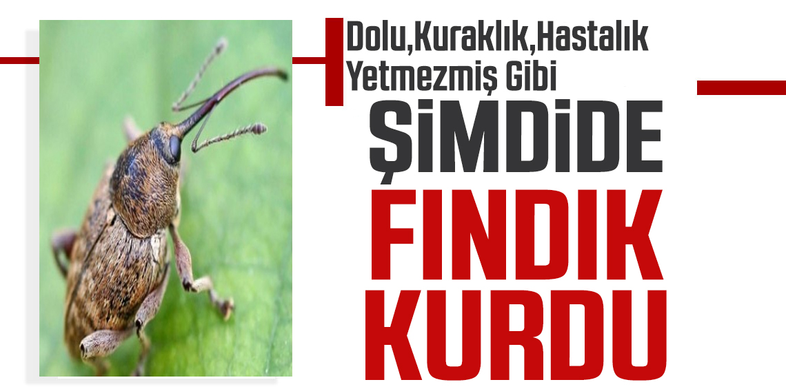 Fındık kurdu ile mücadele zamanı