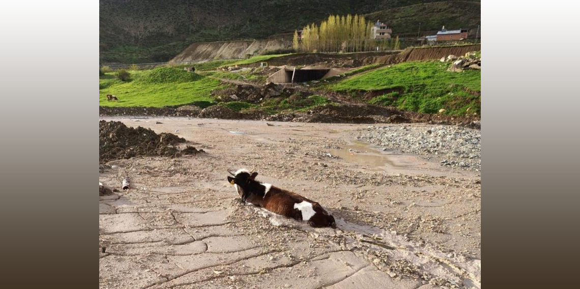 Bayburt'ta kurbanlık düve beton kurbanı oldu