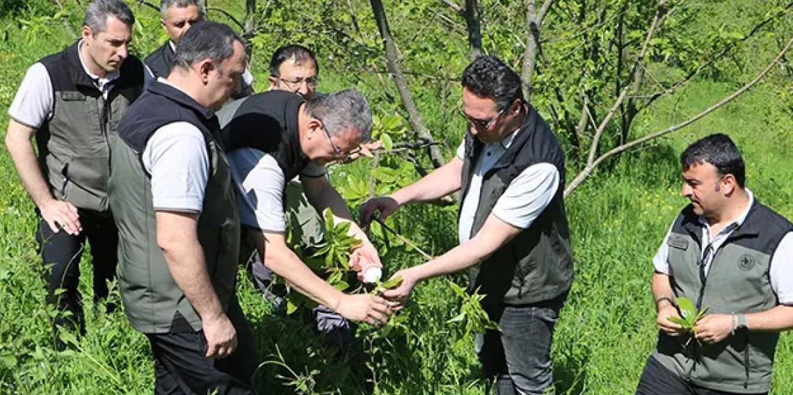 Karadeniz'de kestaneyi kurtarma seferberliği! Çalışma başlatıldı