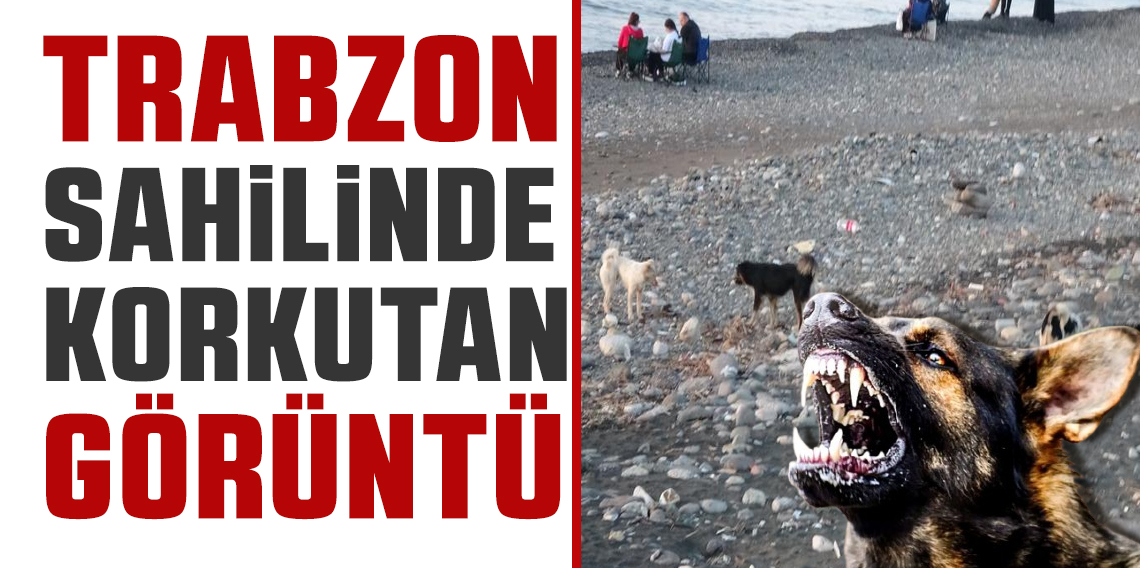 Trabzon'da sahile gidenler sokak köpeği tehdidi altında