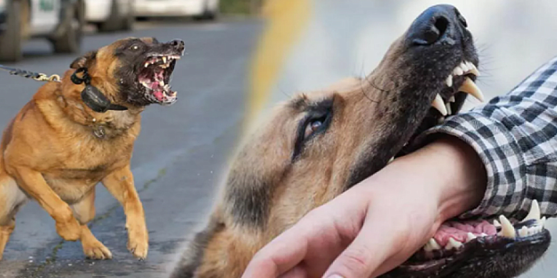 Hastaneye giderken kurt köpeğinin saldırısına uğradı