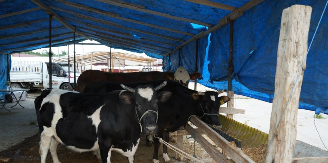 Kurbanlık hayvan seçilirken dikkat edilecek hususlar