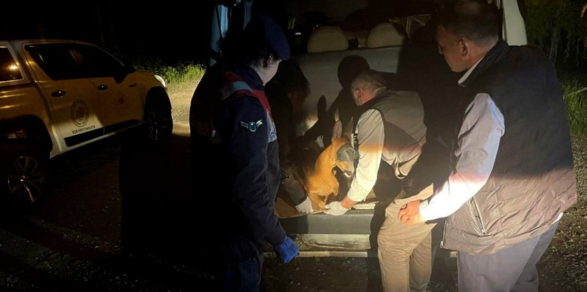 Yaralı karacayı jandarma koruma altına aldı