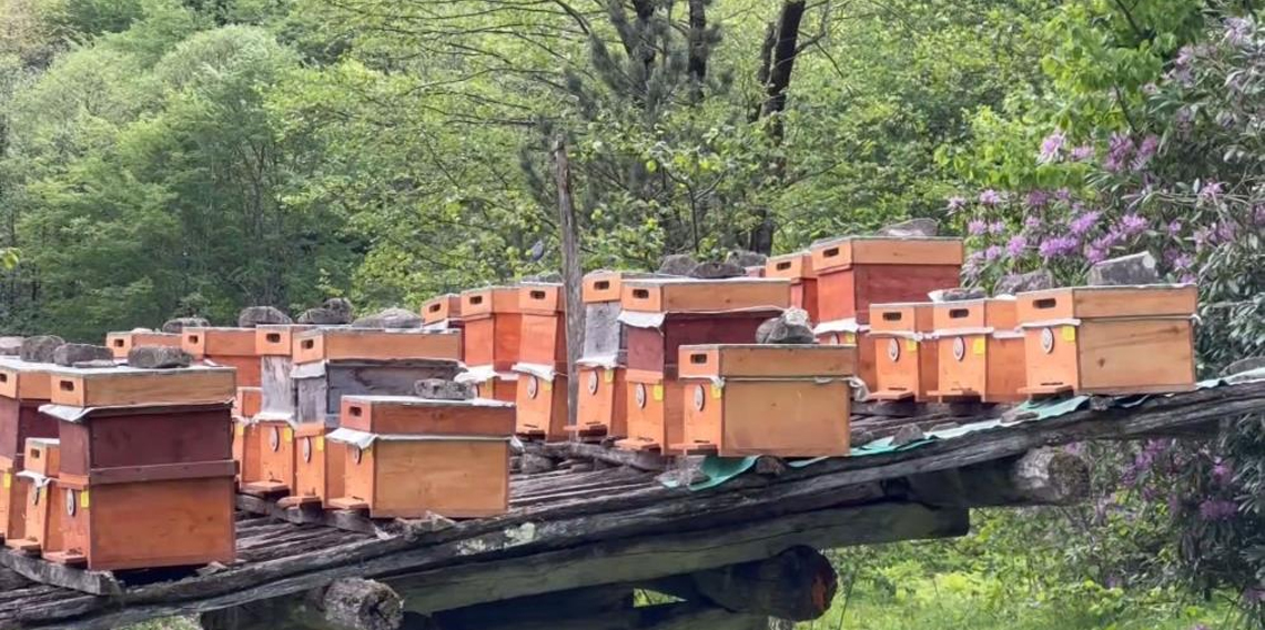 Karadeniz'in Şifalı Ama Tehlikeli Balı: Deli Bal Dört Yılda Bir Üretiliyor