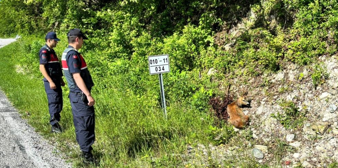 Kastamonu’da yaralı halde bulunan karacalar tedavi altına alındı