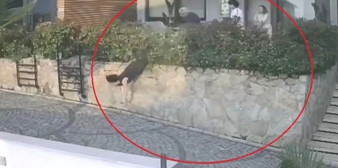 Ordu'da doktorun iteklediği kadın düşerek ağır yaralandı