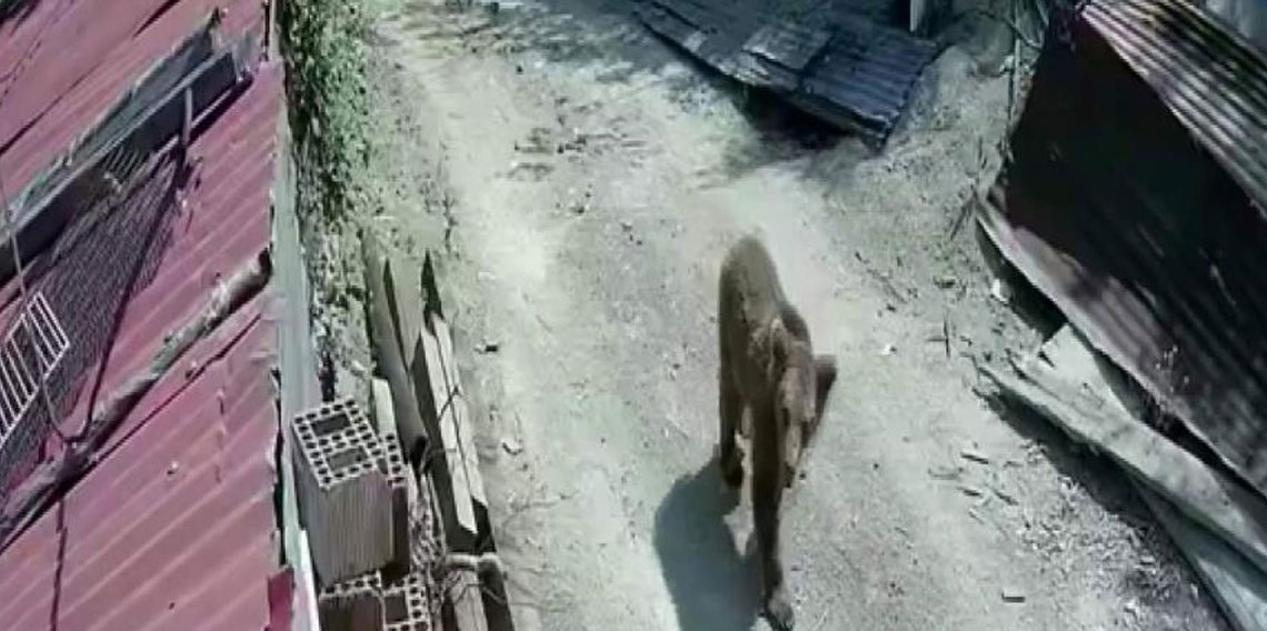 Yiyecek bulamayan ayılar mahalle ve köylere inmeye başladı
