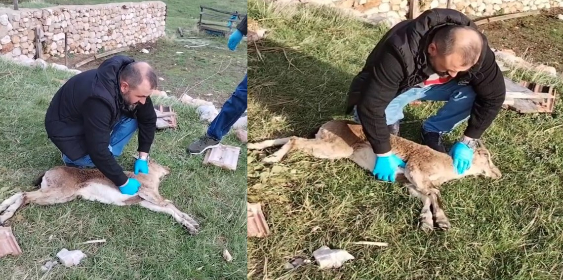 Gümüşhane’de baygın bulunan yaban keçisi kalp masajıyla hayata döndürüldü