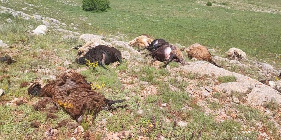 Gümüşhane'de yaylaya düşen yıldırım 18 koyunu telef etti