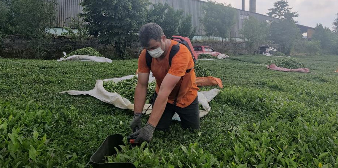 Çay fabrikasının bacasından çıkan kömür tozları çay bahçelerine yağıyor
