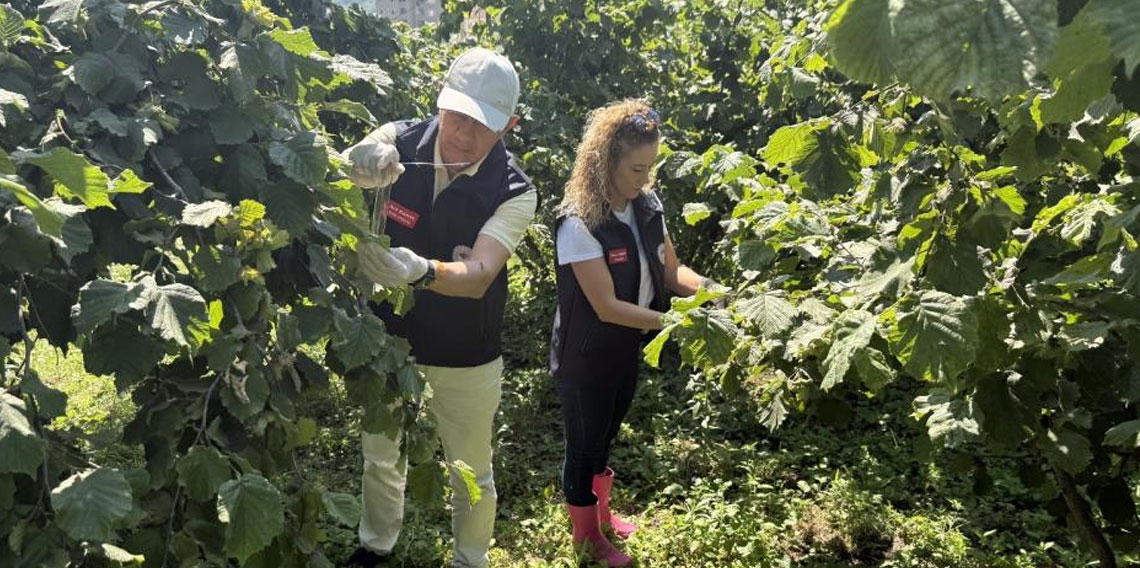 Giresun’da Kahverengi Kokarca ile biyolojik mücadele sürüyor
