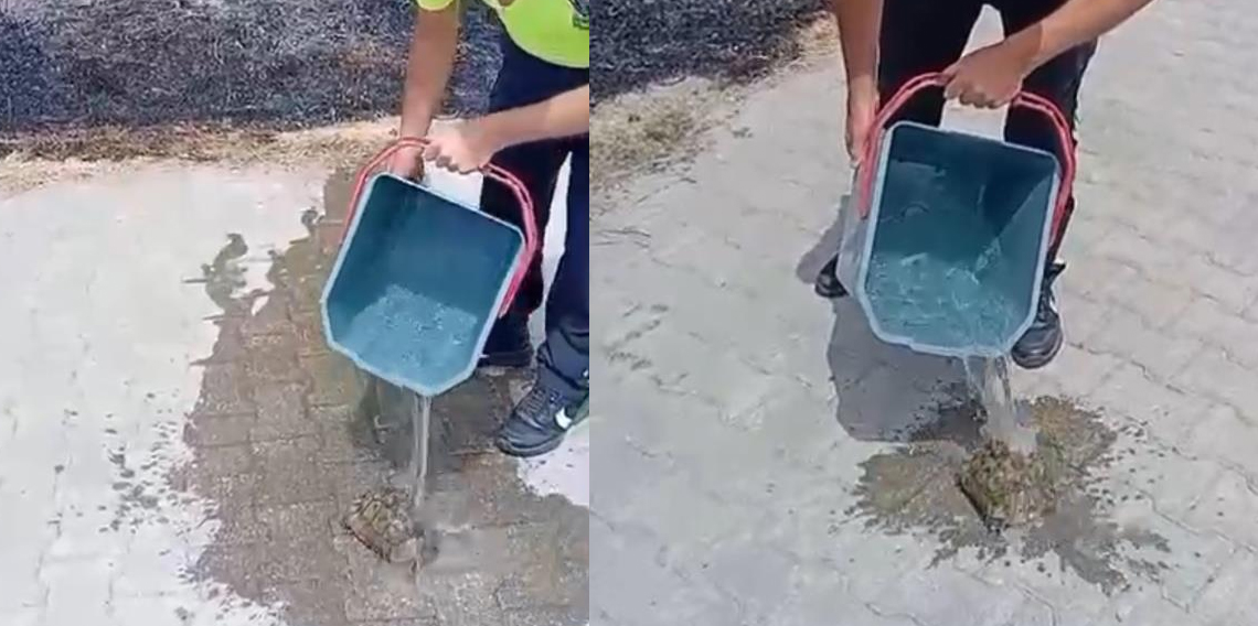 Yanan otların arasından kurtardığı kaplumbağayı suyla serinletti