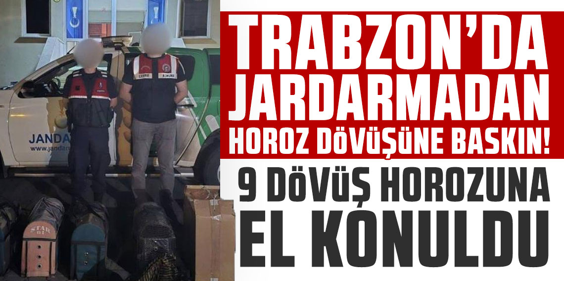 Trabzon'da Jandarmadan horoz dövüşüne baskını! 9 dövüş horozuna el konuldu