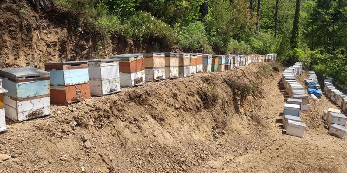 Kastamonu'da 56 arı kovanı zehirlendi: 1 milyona yakın arı telef oldu