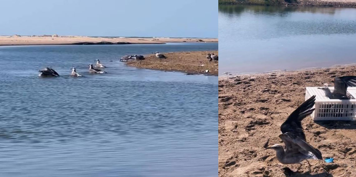 Sinop'ta tedavileri tamamlanan martılar doğaya salındı