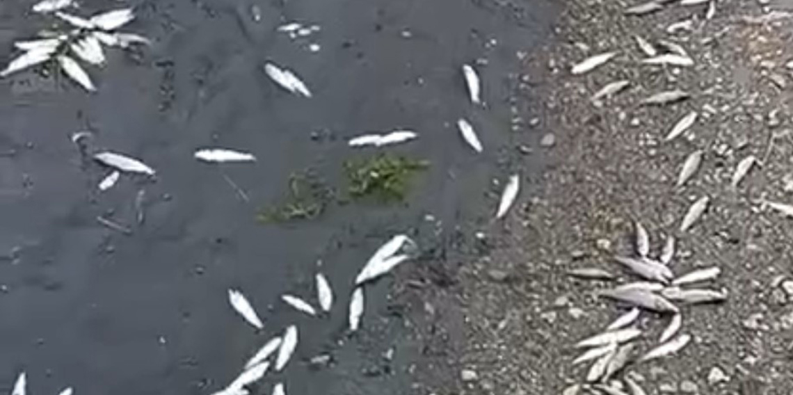 Çanakkale’de kuraklık çayı vurdu, çok sayıda balık öldü