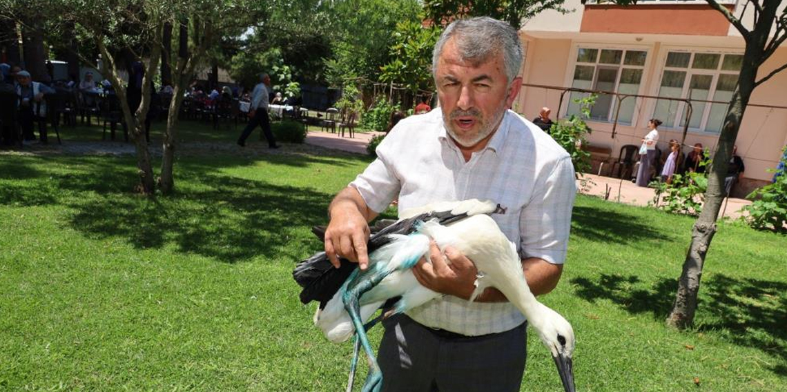 Samsun'da Yaralı leyleğe imamdan şefkat eli