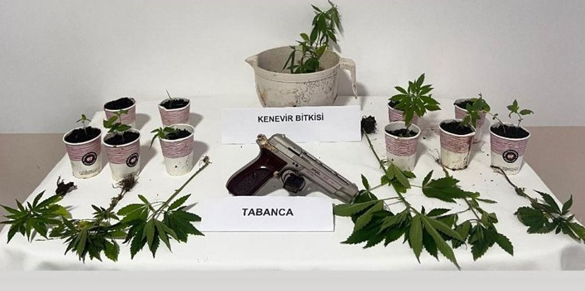 Sinop’ta jandarmadan kenevir operasyonu: 4 şüpheliye adli işlem