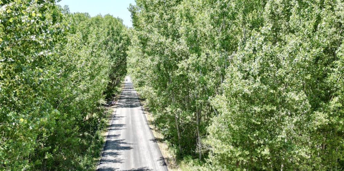 Tokat’taki köy yolu ağaç tüneli ile kartpostallık manzara sürüyor