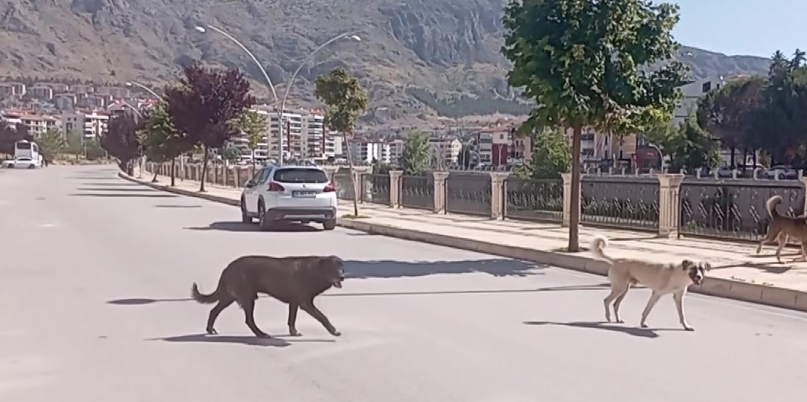 Amasya sokaklarında halkı korkutan ’köpek çetesi’