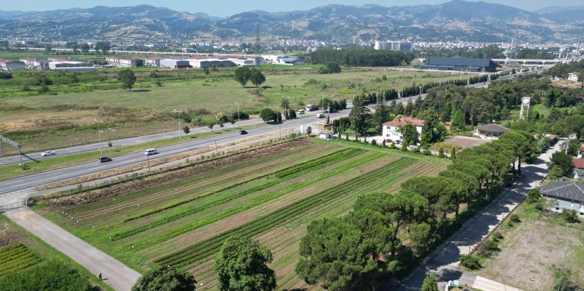 Karadeniz'in en büyük fidanlığı, yaraları sarmaya hazır