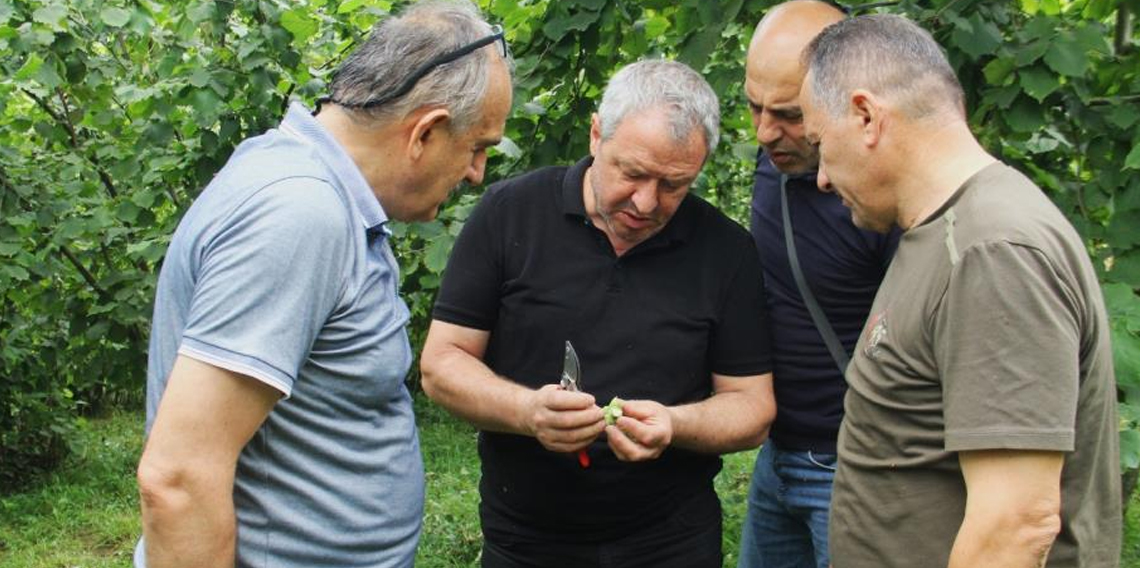 Trabzon’da 2025 fındık rekoltesi için çotanak sayımı başladı
