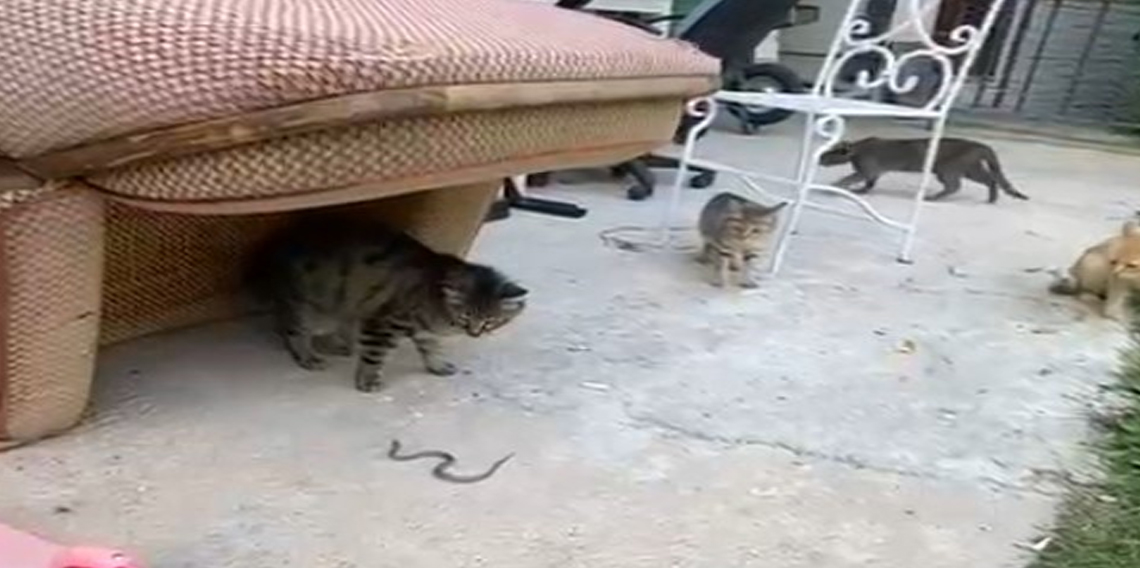 Kedilerin yavru yılanla oyunu kamerada