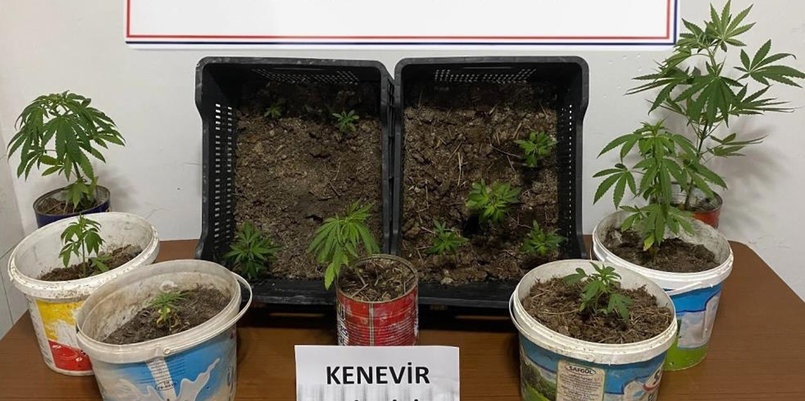 Karabük'te iki evde 14 kök kenevir ele geçirildi
