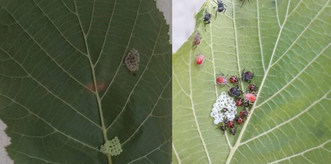 Kahverengi korkarca zararlısı ergenleri görülmeye başlandı