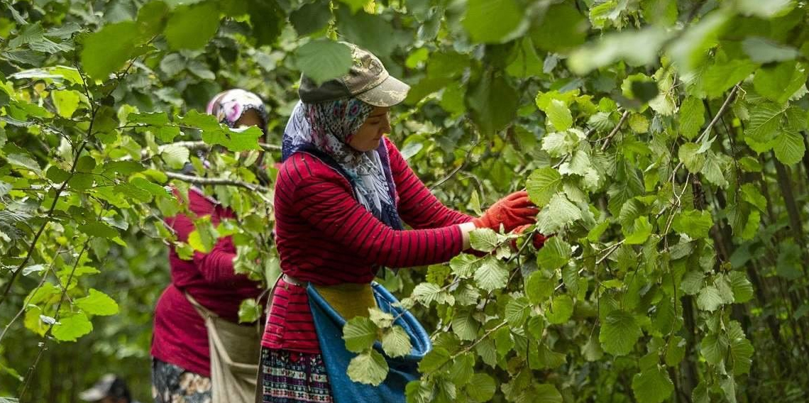 Trabzon’da fındık işçilerine ödenecek rakam belli oldu