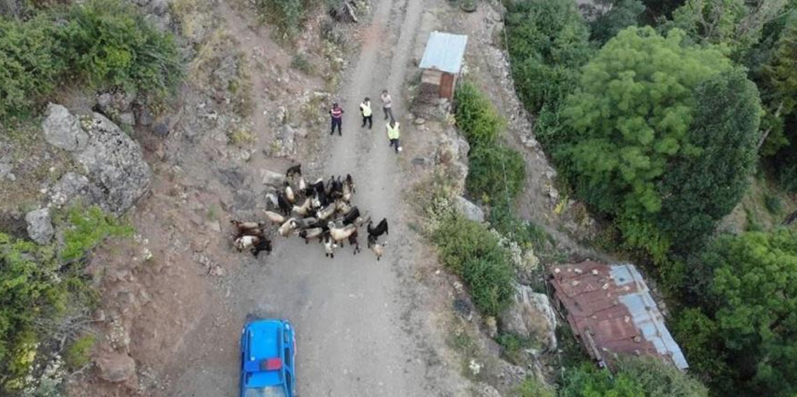 Kaybolan 30 küçükbaş hayvan dron ile bulundu