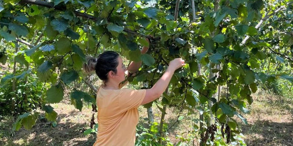 2025 yılı fındık rekolte tahmini çalışmaları tamamlandı