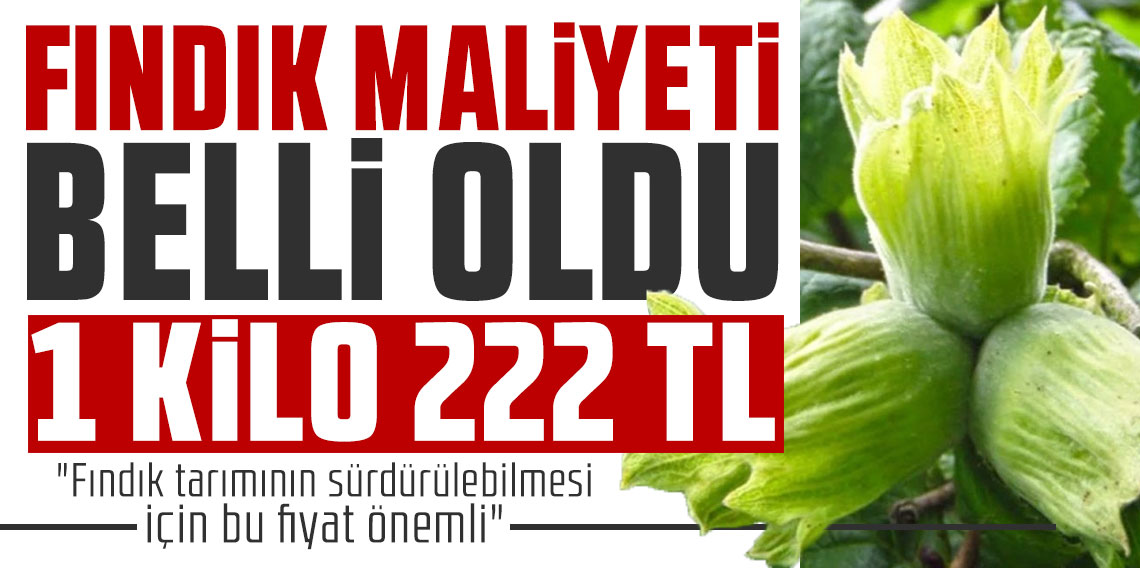 Ordu'da fındık maliyeti belli oldu! 1 kilo 222 TL
